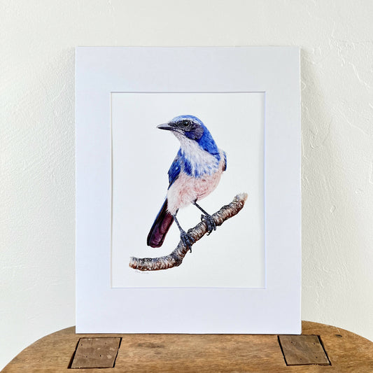 Scrub Jay: Clever in thought